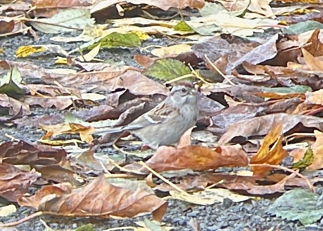 strnádka pokřovní - ML644538949