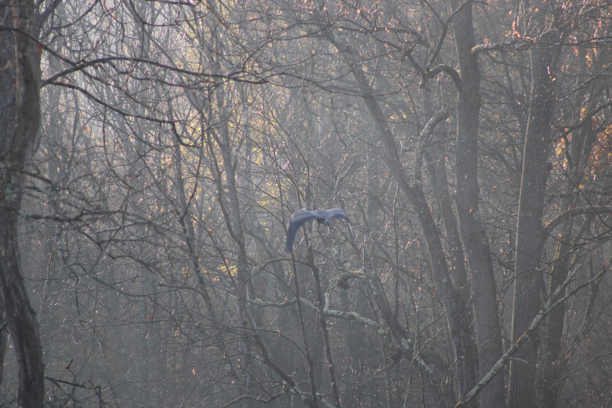 Great Blue Heron - ML644538951