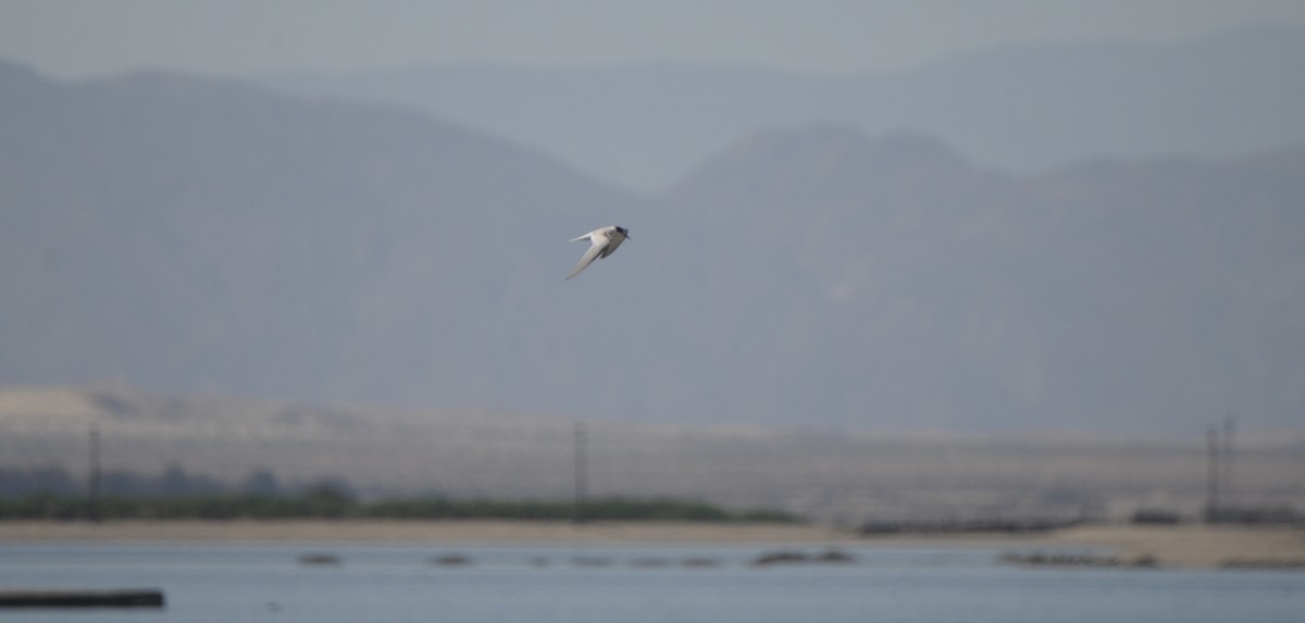 Эгэл хараалай - ML644538952