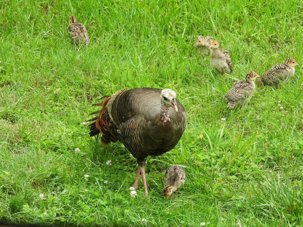 הודן בר - ML644538953