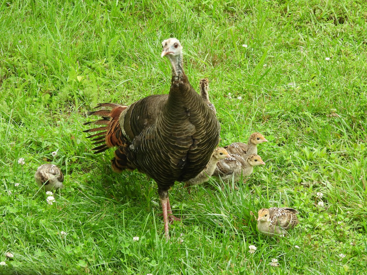 הודן בר - ML644538954