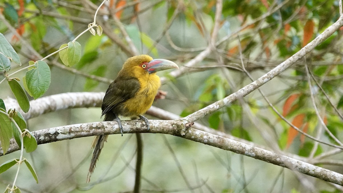 Saffron Toucanet - ML644538959