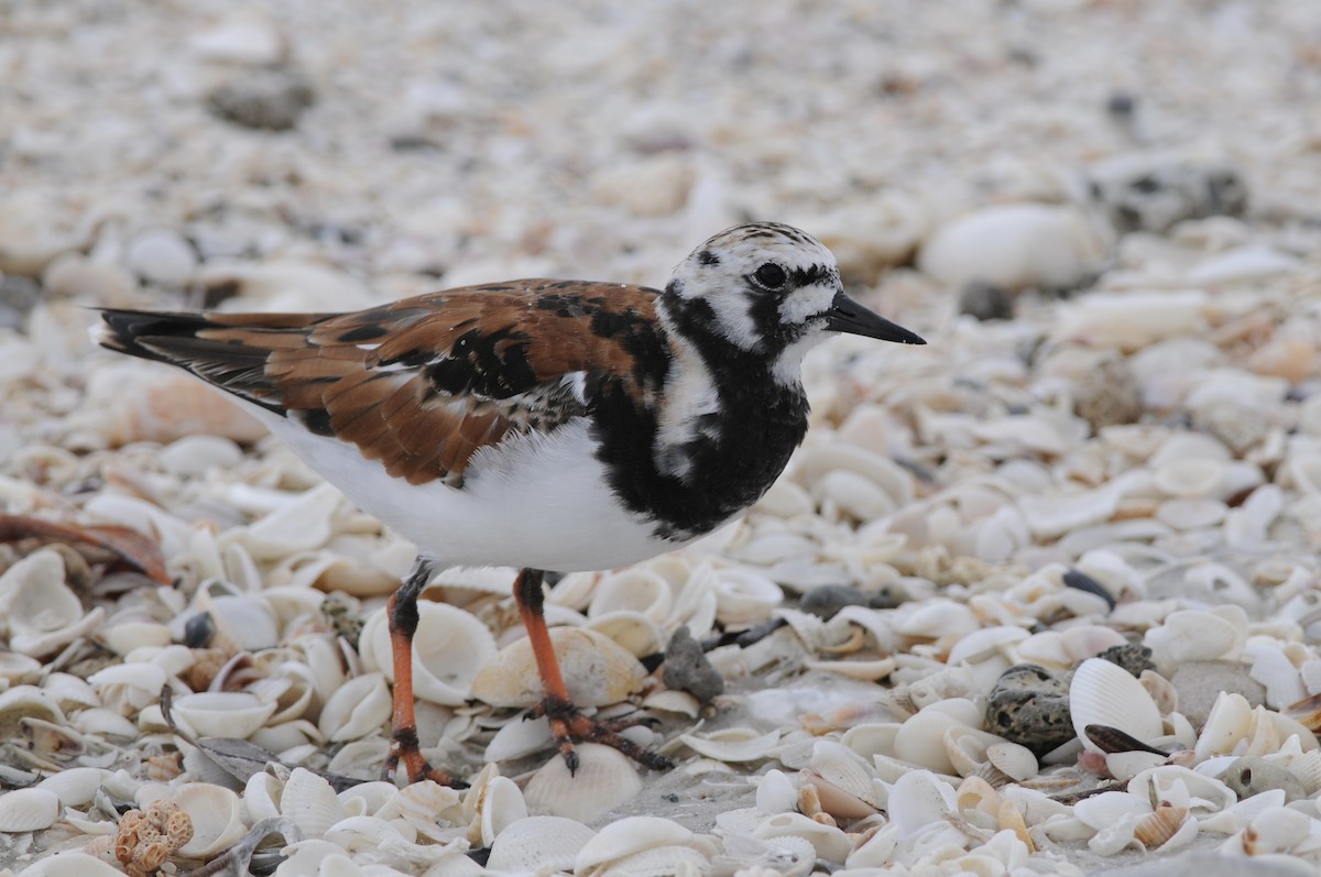 翻石鷸 - ML644538960