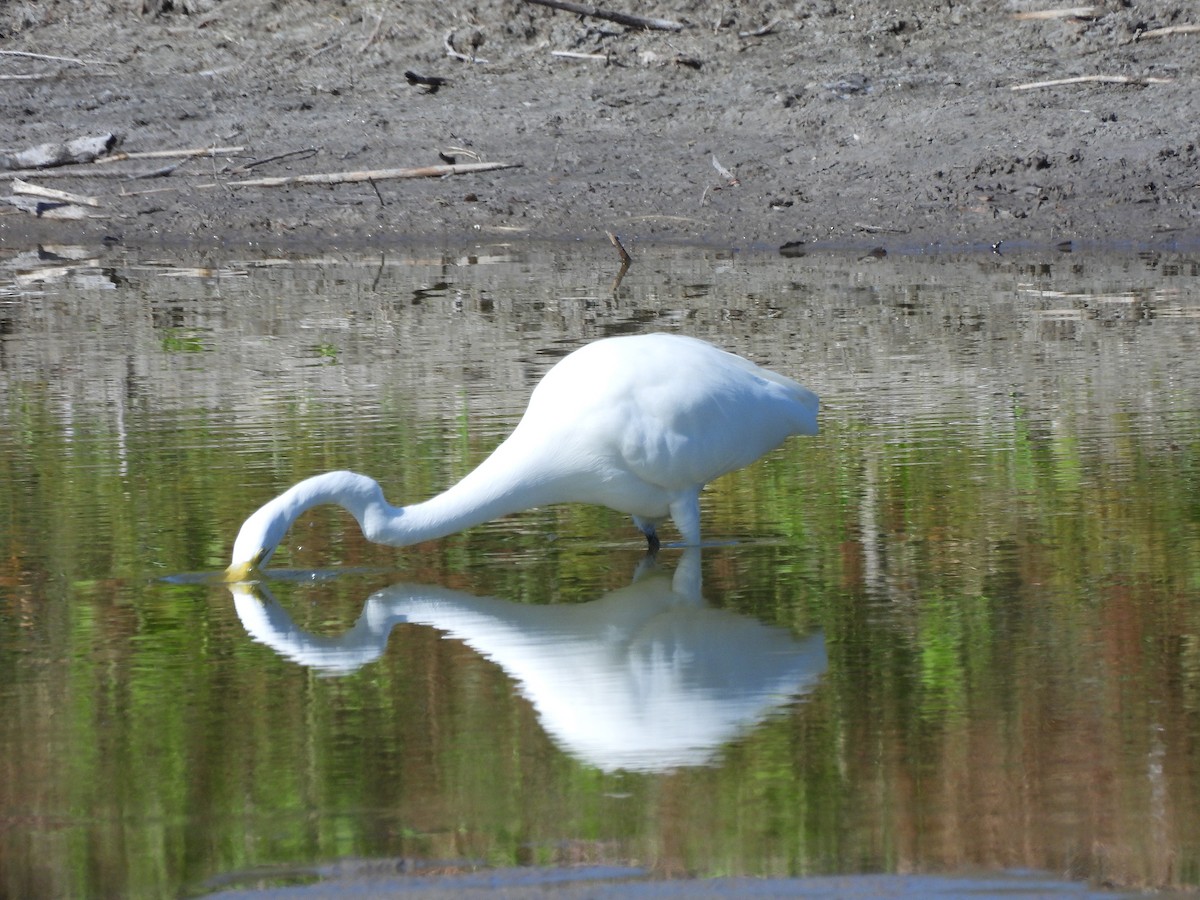 Grande Aigrette - ML644538964