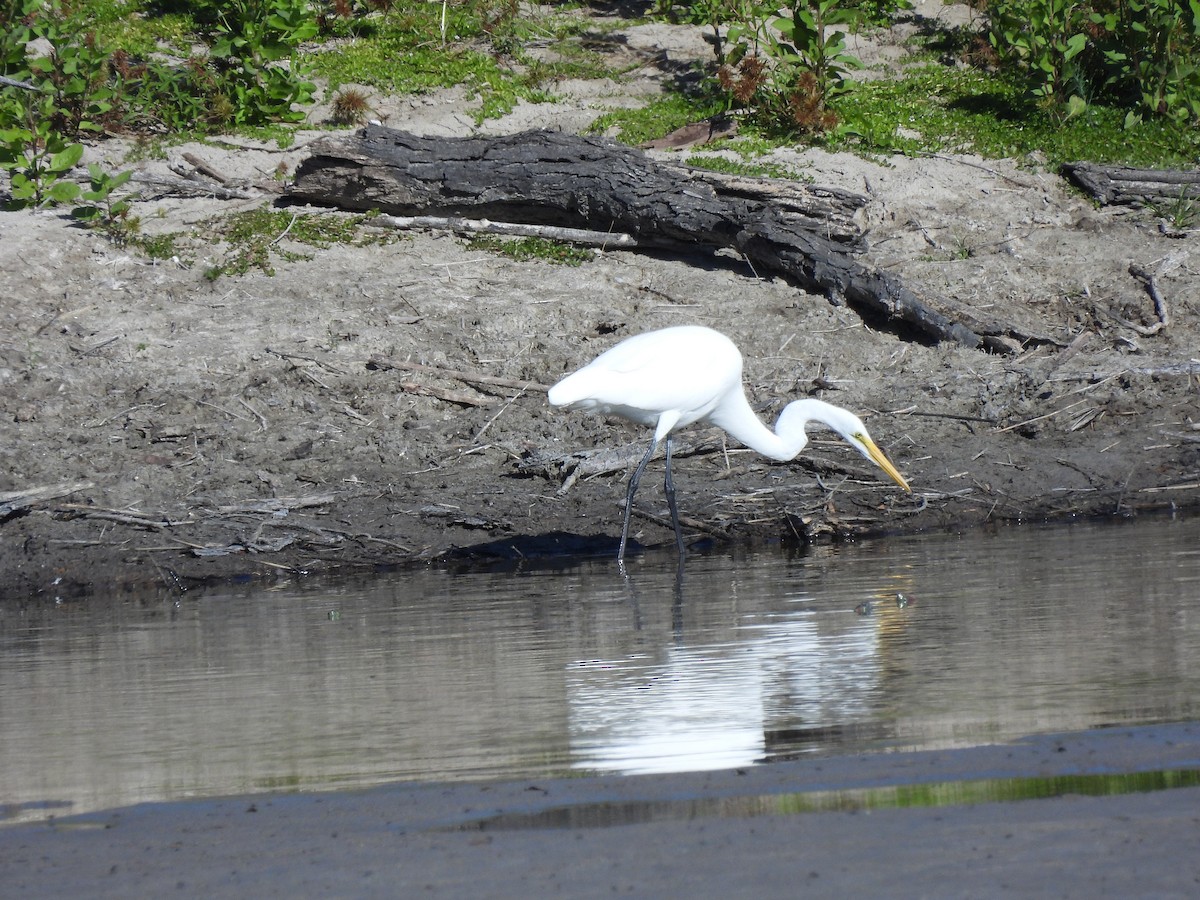 Grande Aigrette - ML644538965