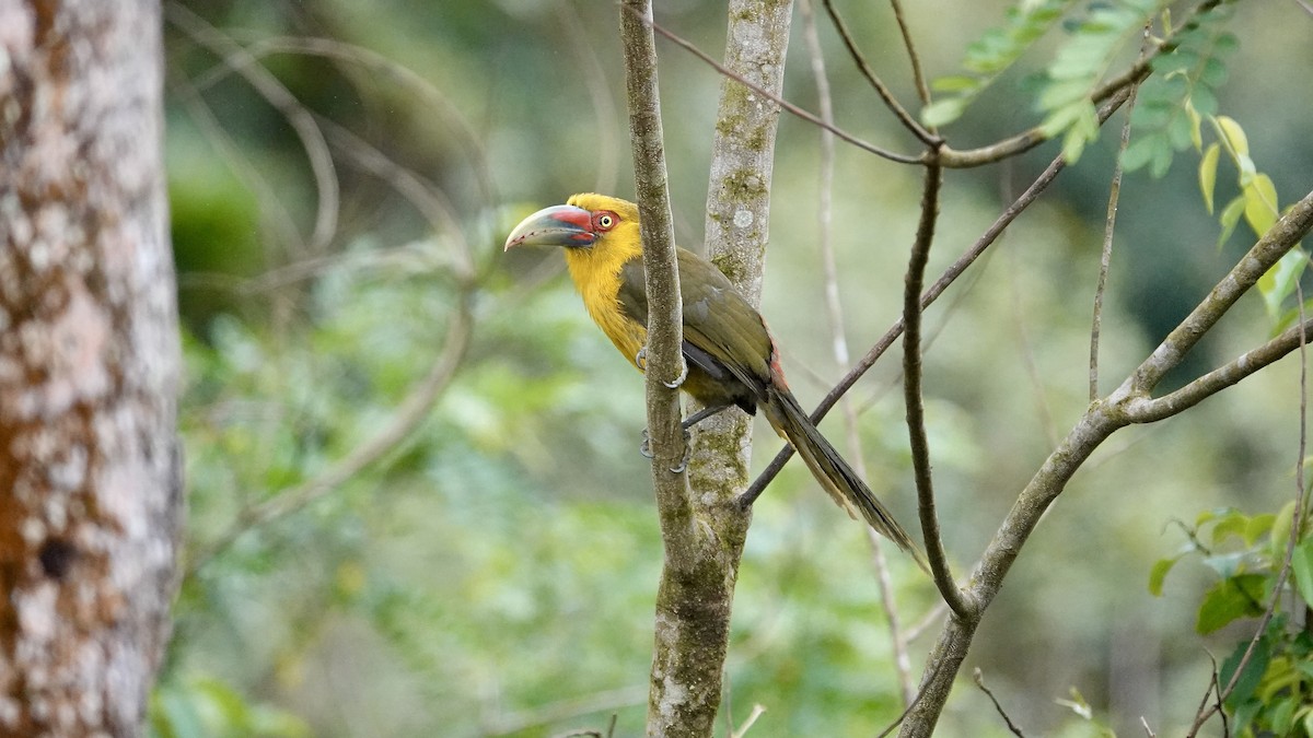 Saffron Toucanet - ML644538966