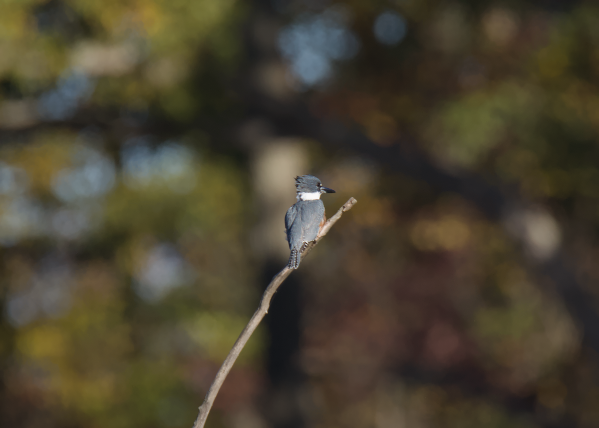 Belted Kingfisher - ML644539021