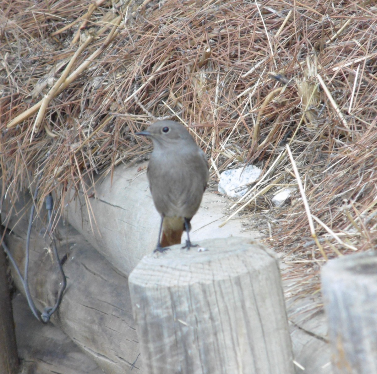 Мойлон гал сүүлт - ML644539026