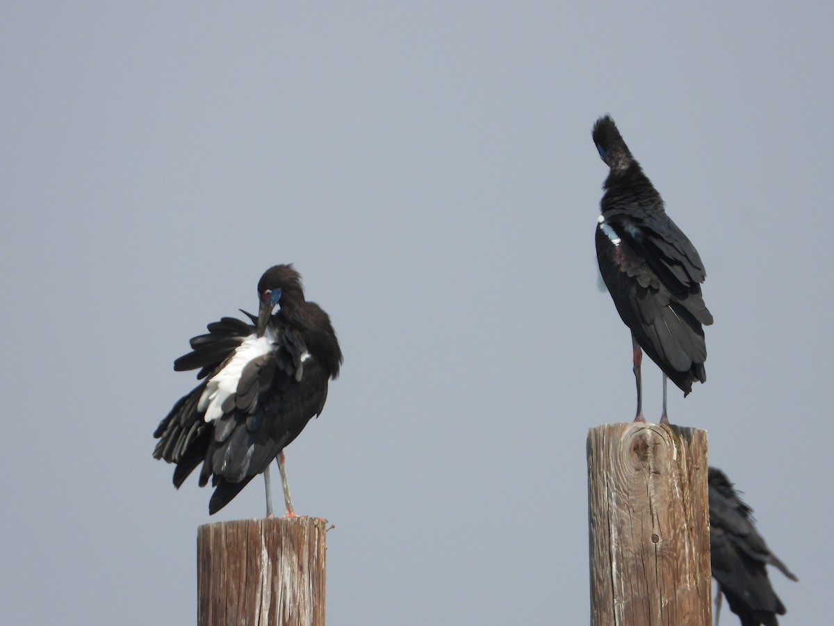 blåmaskestork - ML644539028