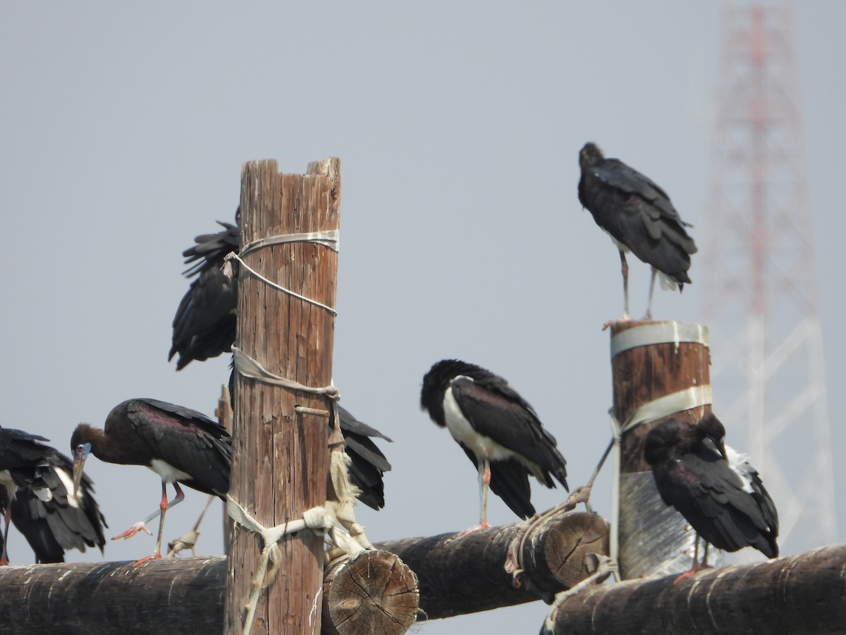 blåmaskestork - ML644539029