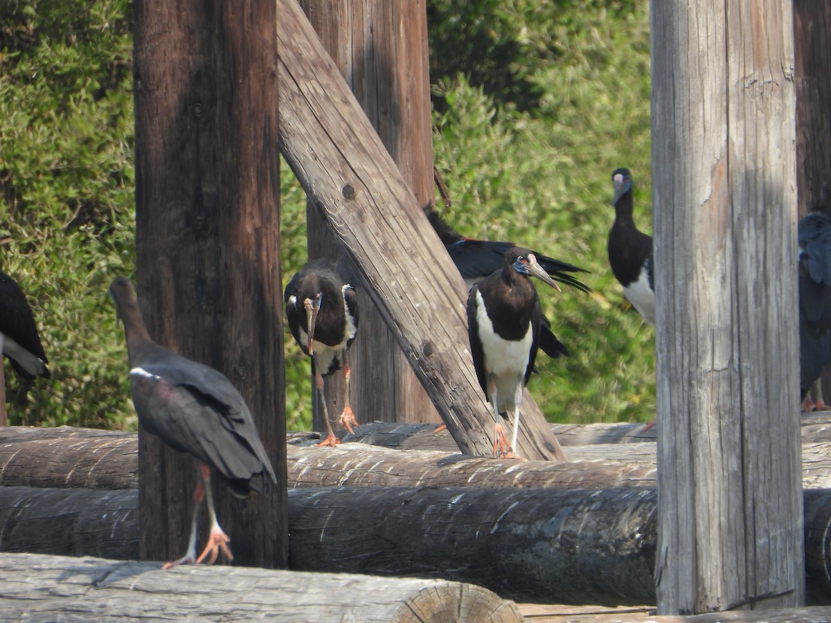 blåmaskestork - ML644539030