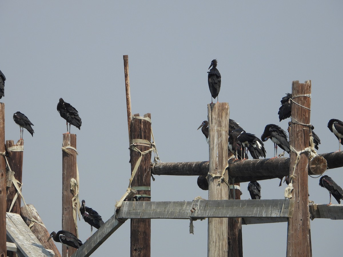 blåmaskestork - ML644539035