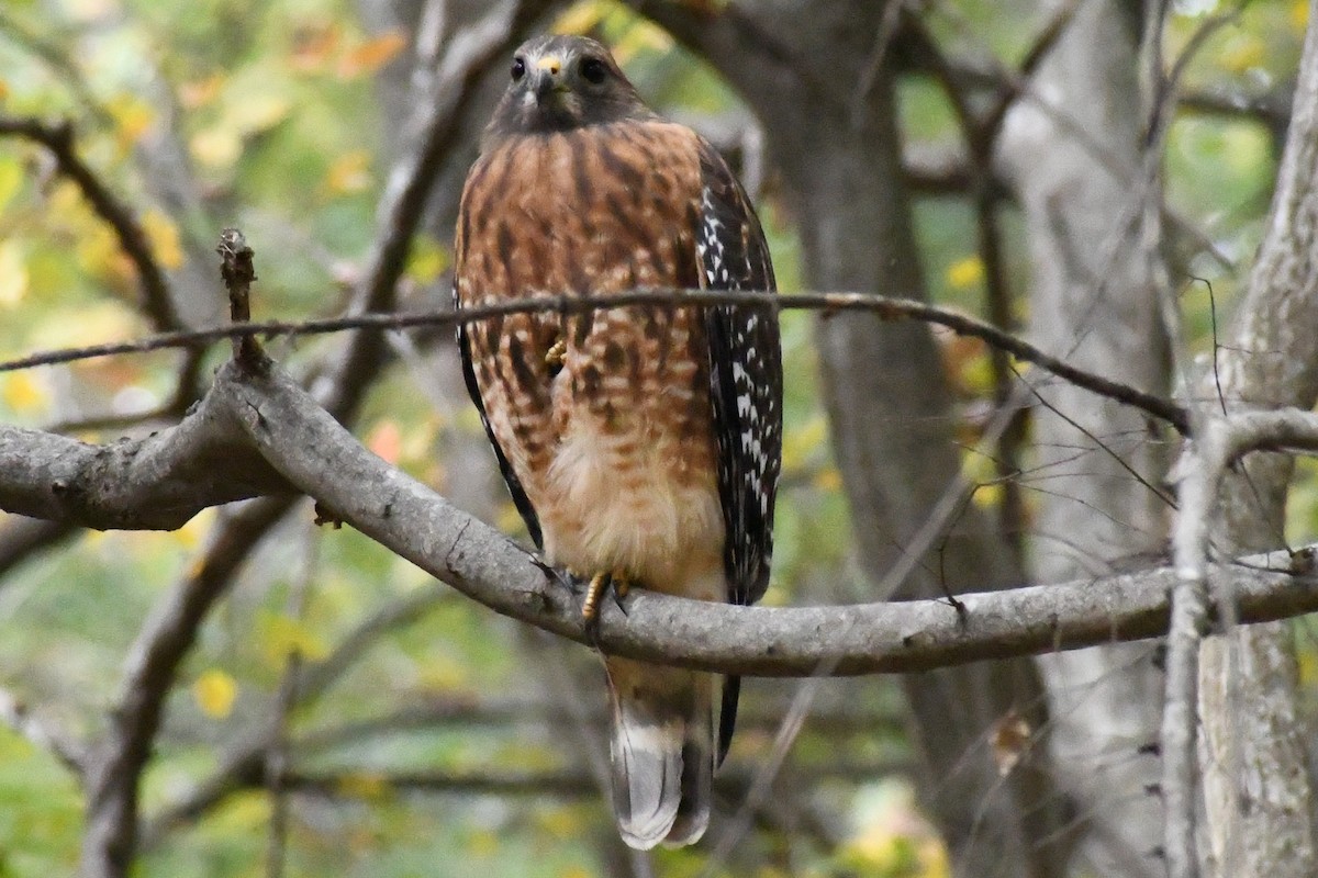 Канюк рудоплечий [група lineatus] - ML644539038