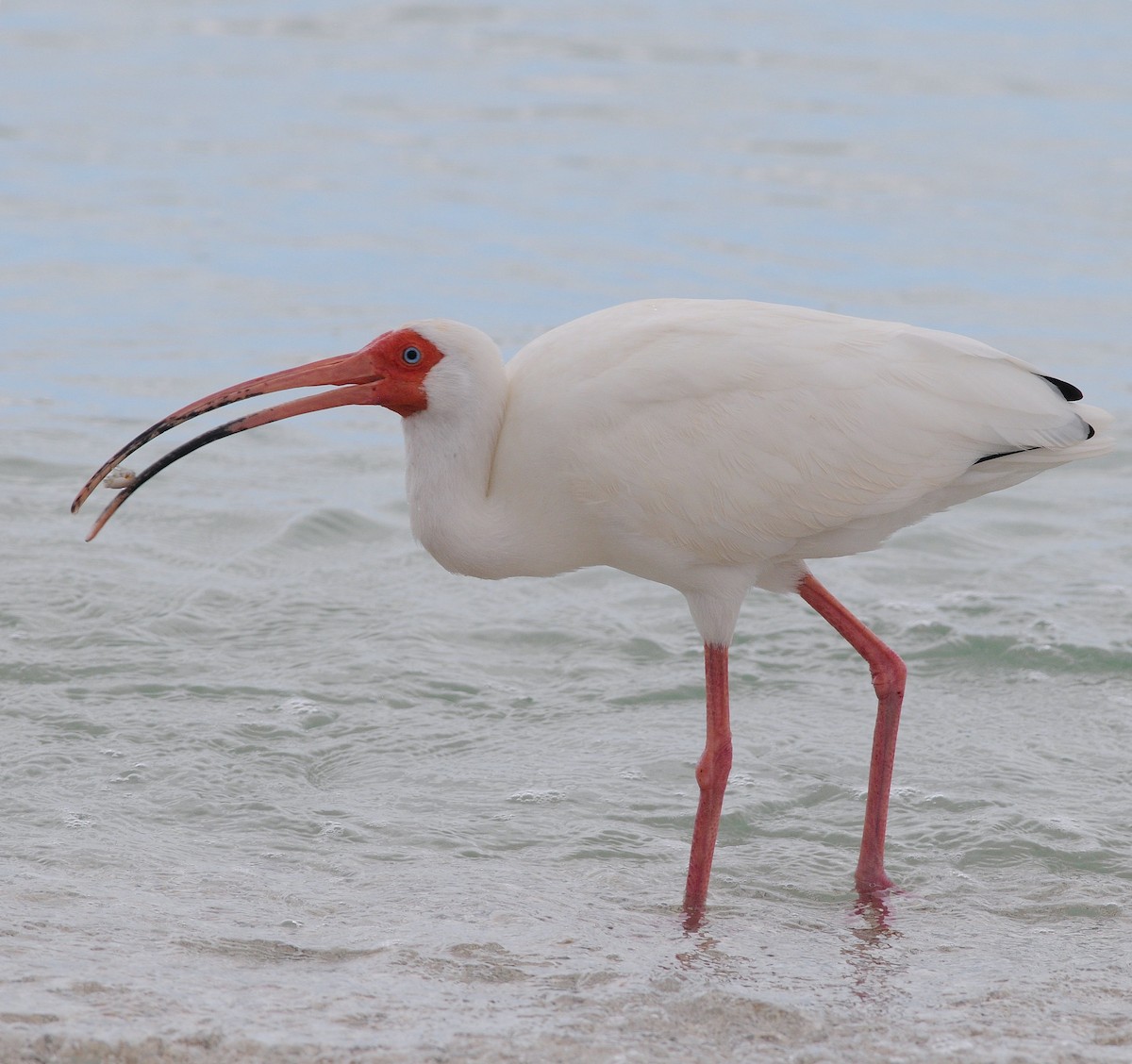 White Ibis - ML644539050