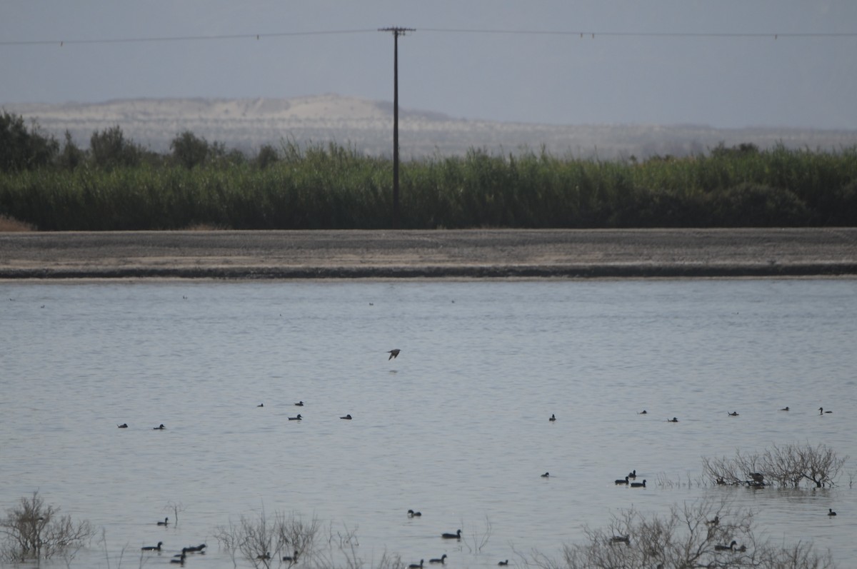 短尾賊鷗 - ML644539051