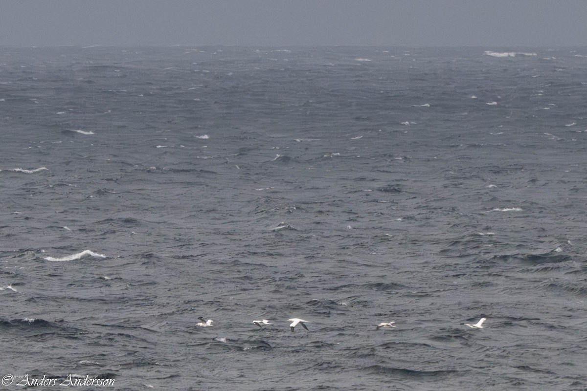 Сула атлантична - ML644539054