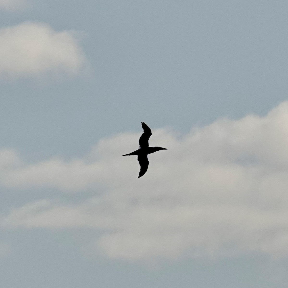 Сула атлантична - ML644539057