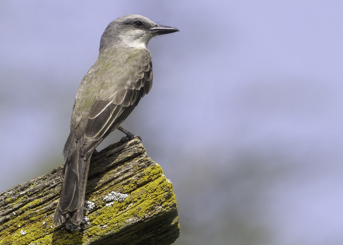 Tropical Kingbird - ML644539060