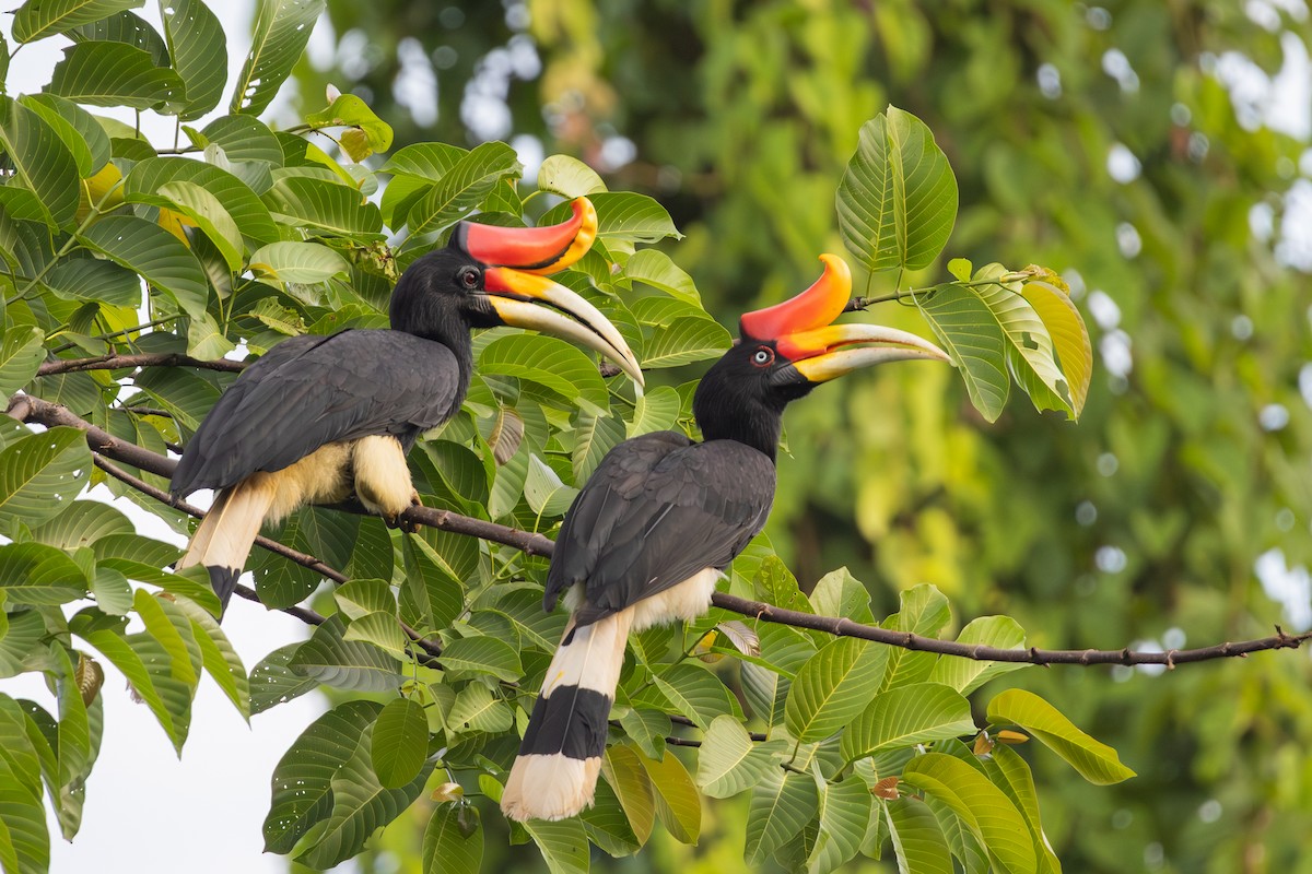Rhinoceros Hornbill - ML644539065