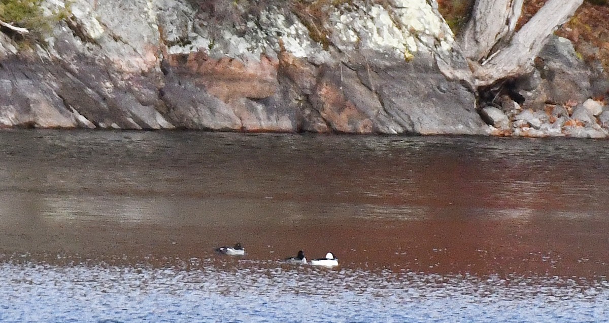 ホオジロガモ - ML644539072