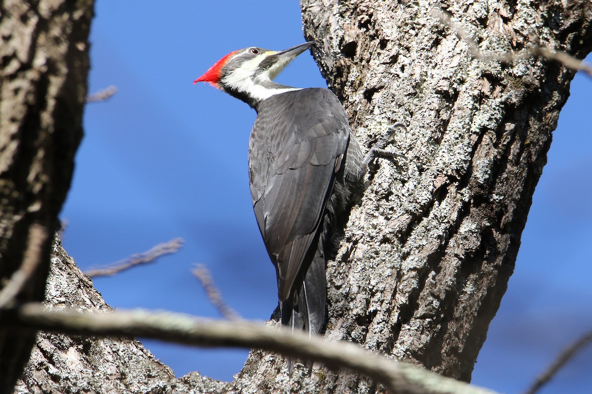 Pileated Woodpecker - ML644539073