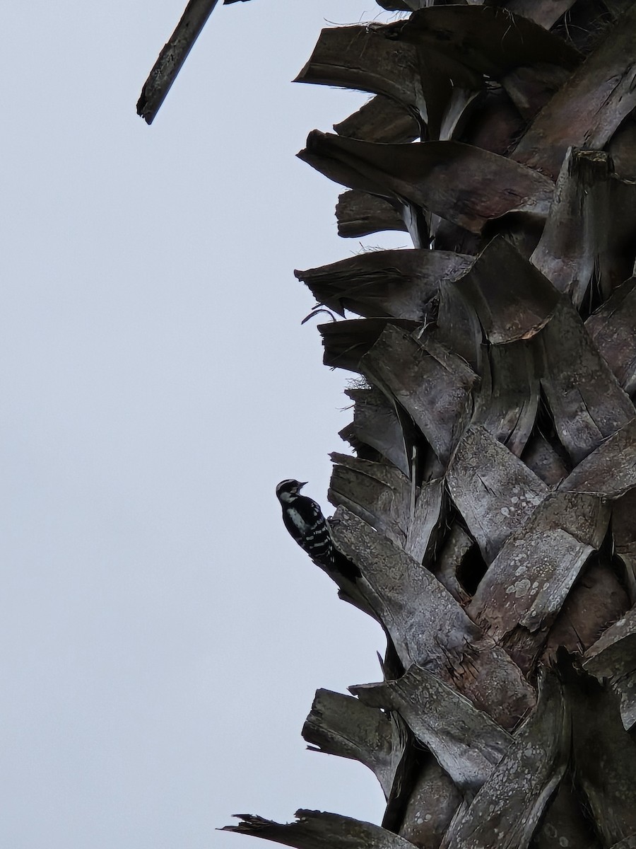 strakapoud osikový - ML644539074