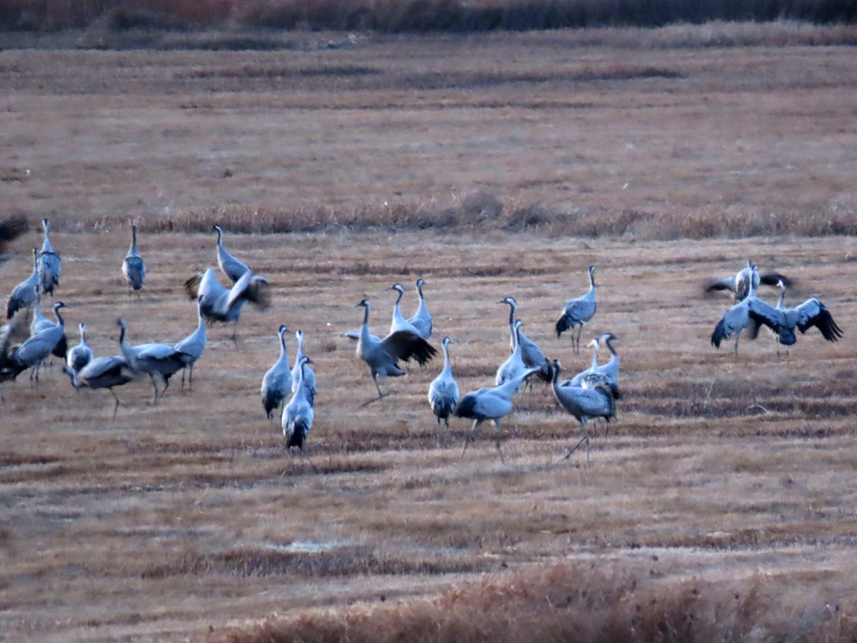 クロヅル - ML644539078