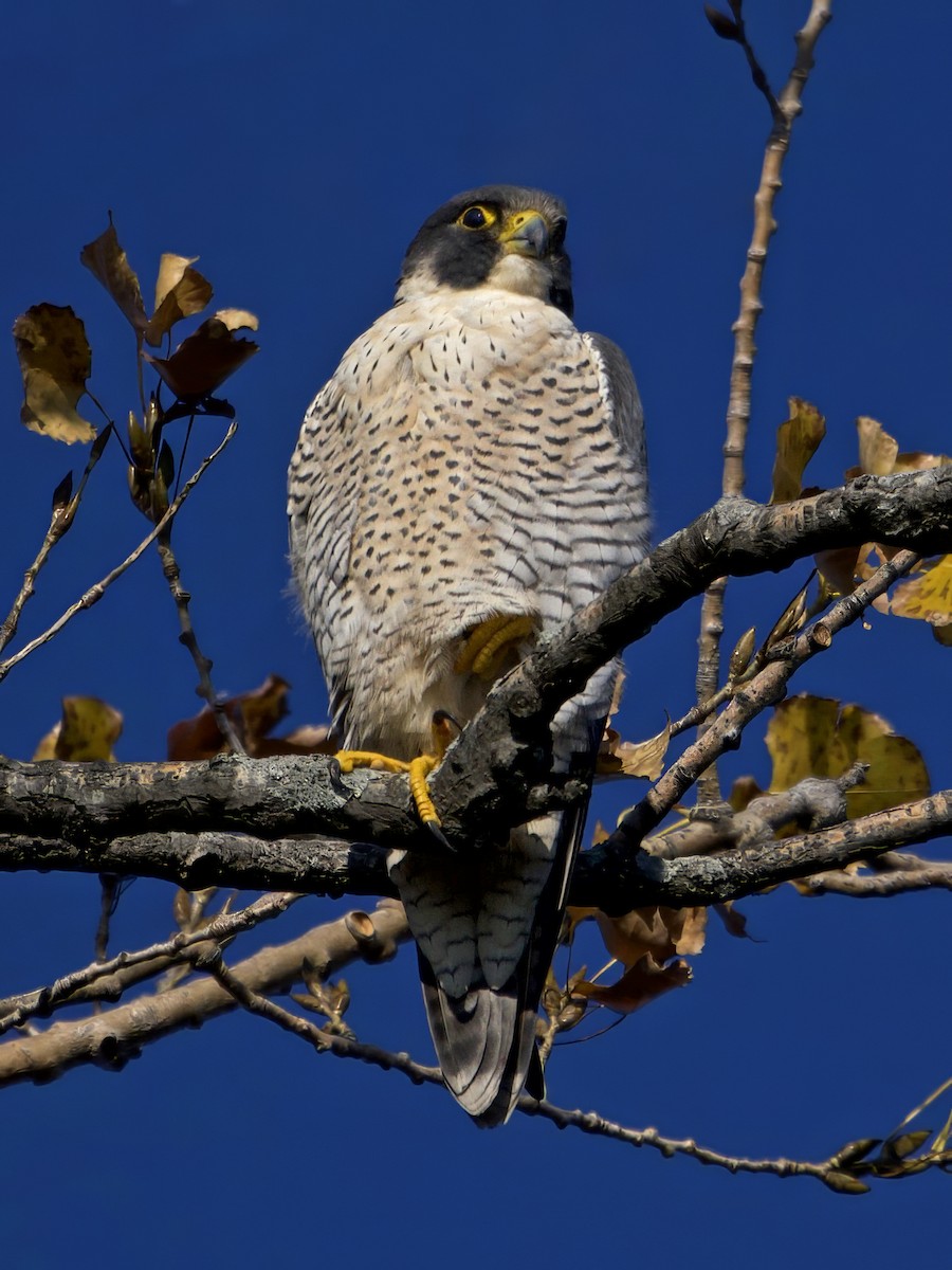 Peregrine Falcon - ML644539080