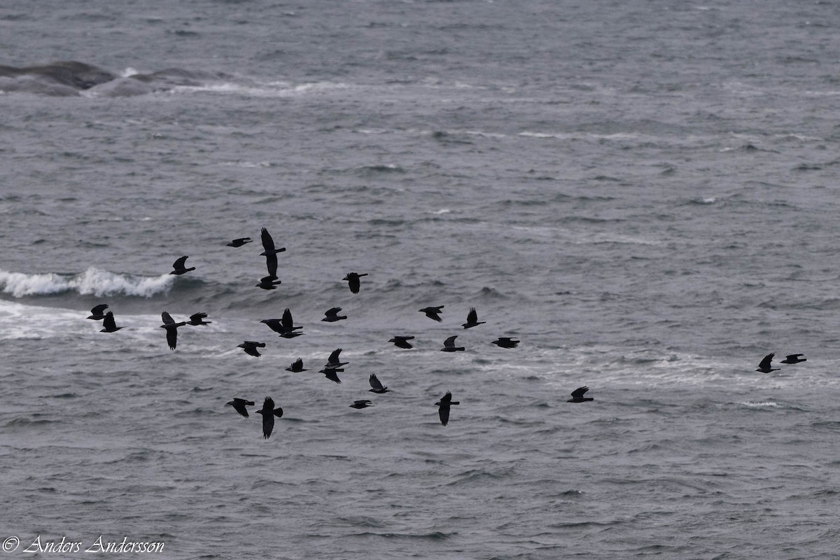 Eurasian Jackdaw - ML644539082