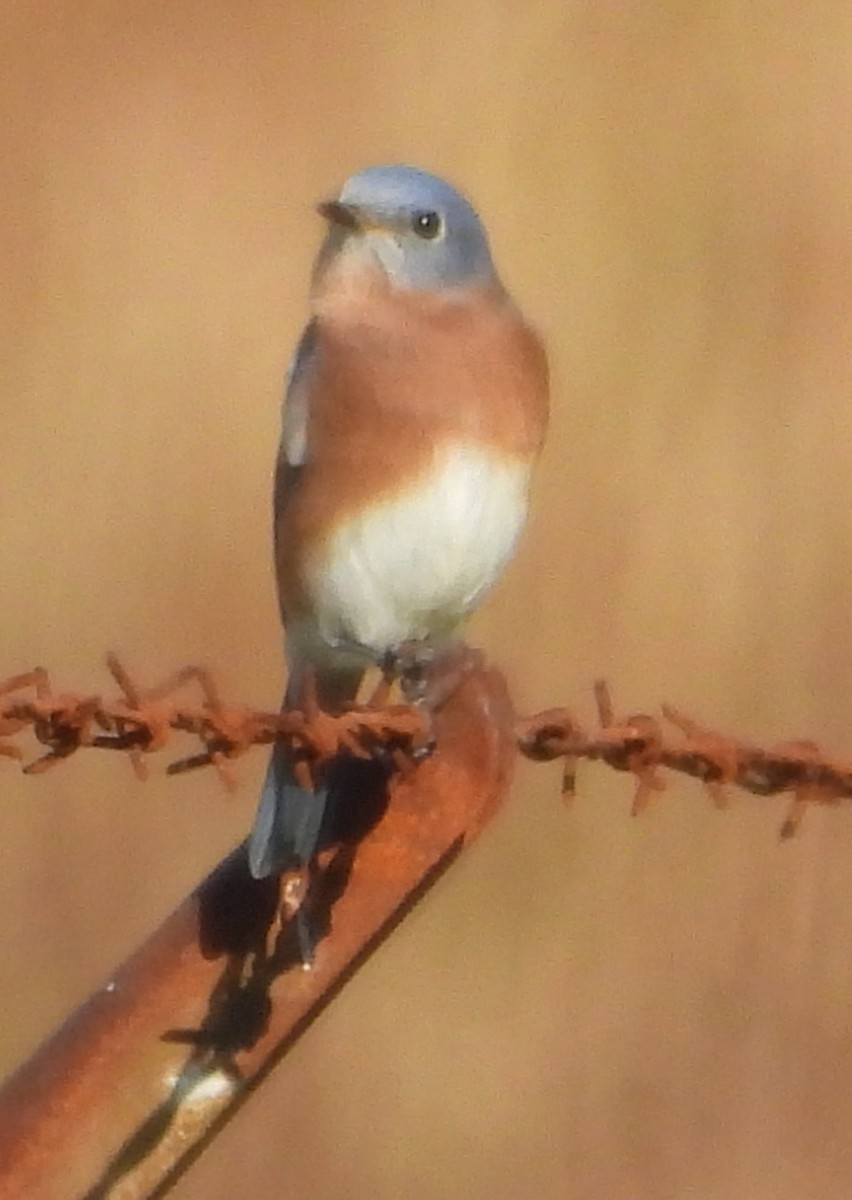 ルリツグミ - ML644539088