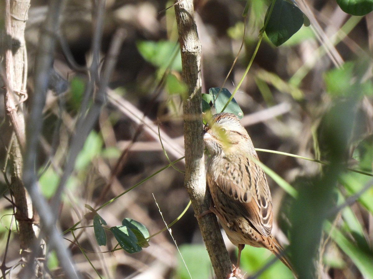 Bruant de Lincoln - ML644539095
