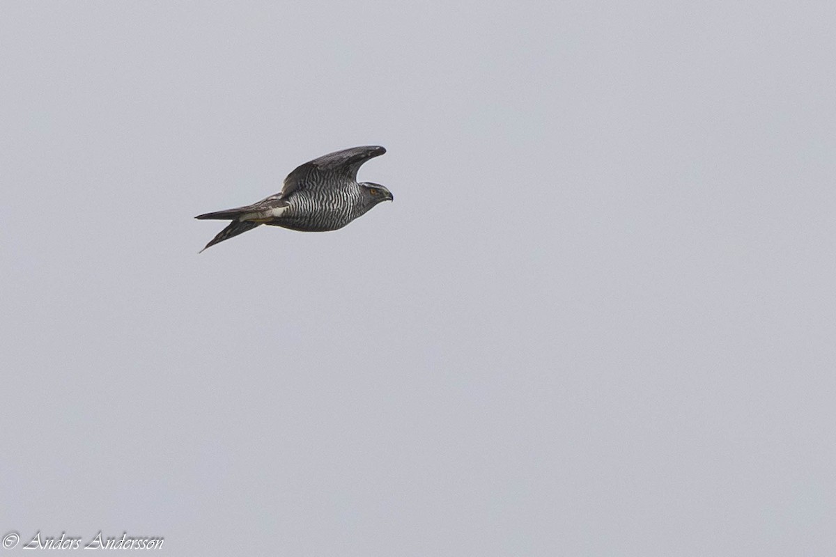 נץ גדול - ML644539097