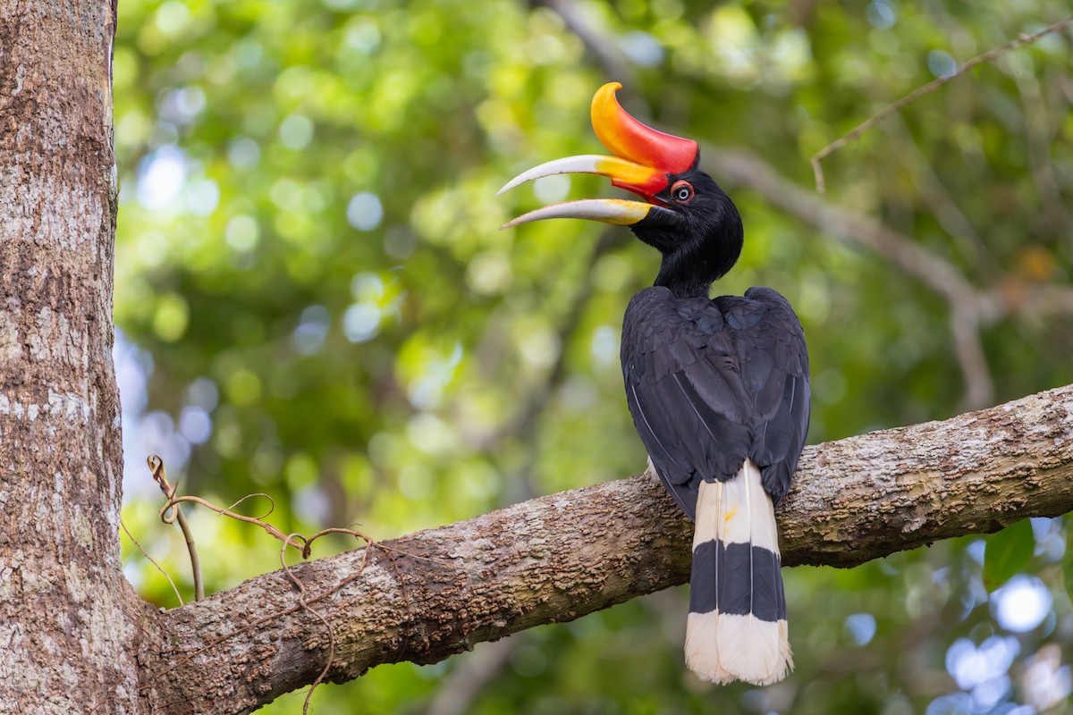 Rhinoceros Hornbill - ML644539100