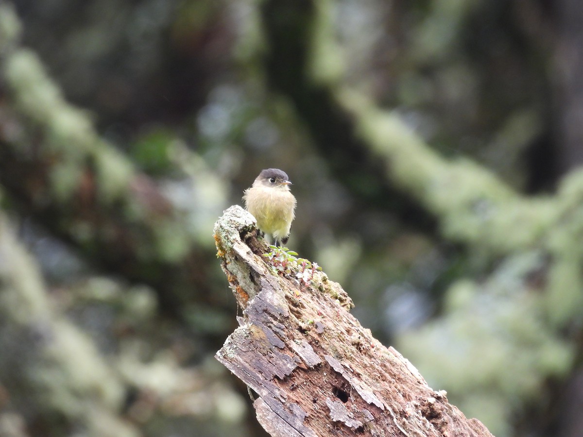 Black-capped Flycatcher - ML644539101