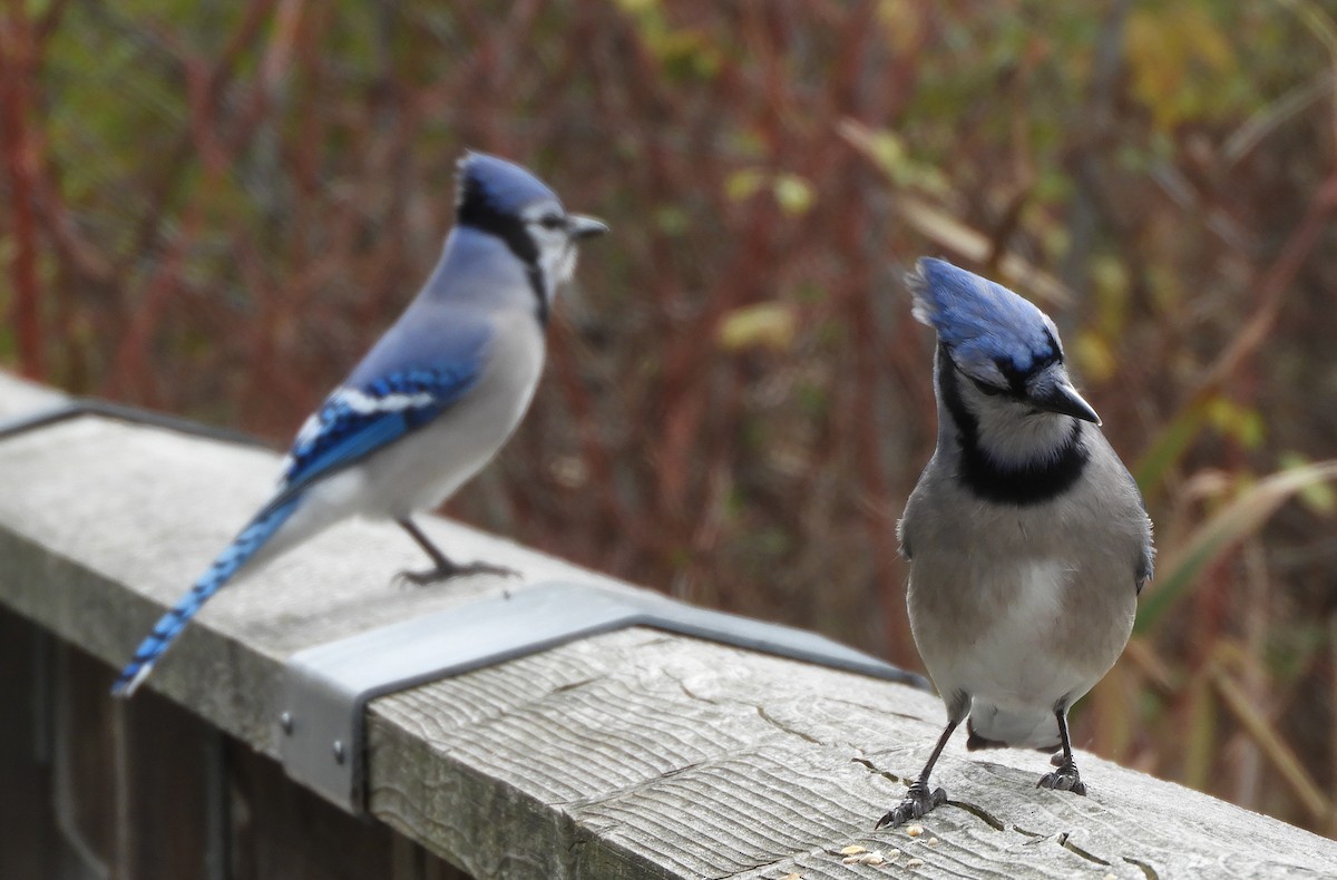 Blue Jay - ML644539108
