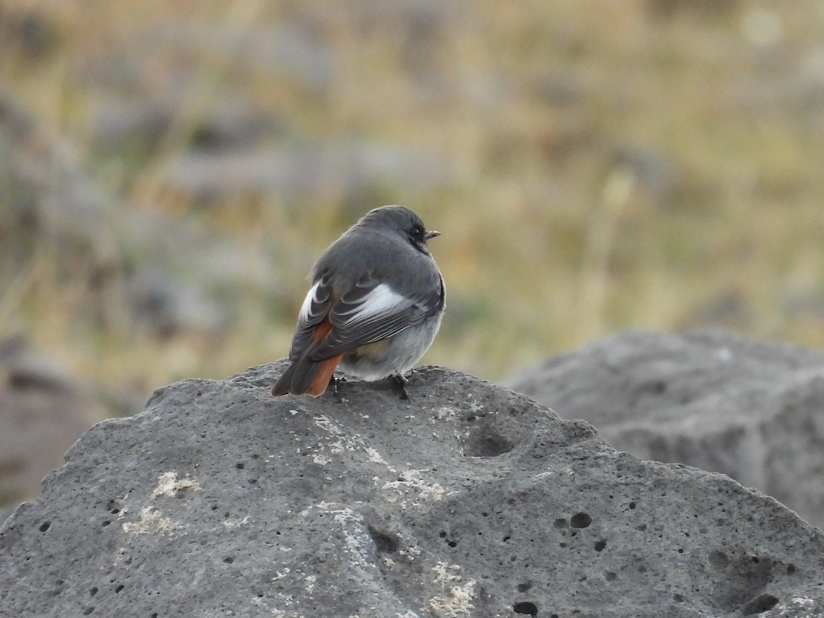 Black Redstart - ML644539118