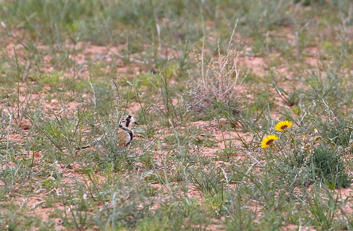 Inland Dotterel - ML644539121