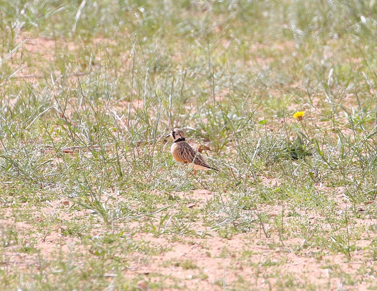 Inland Dotterel - ML644539122