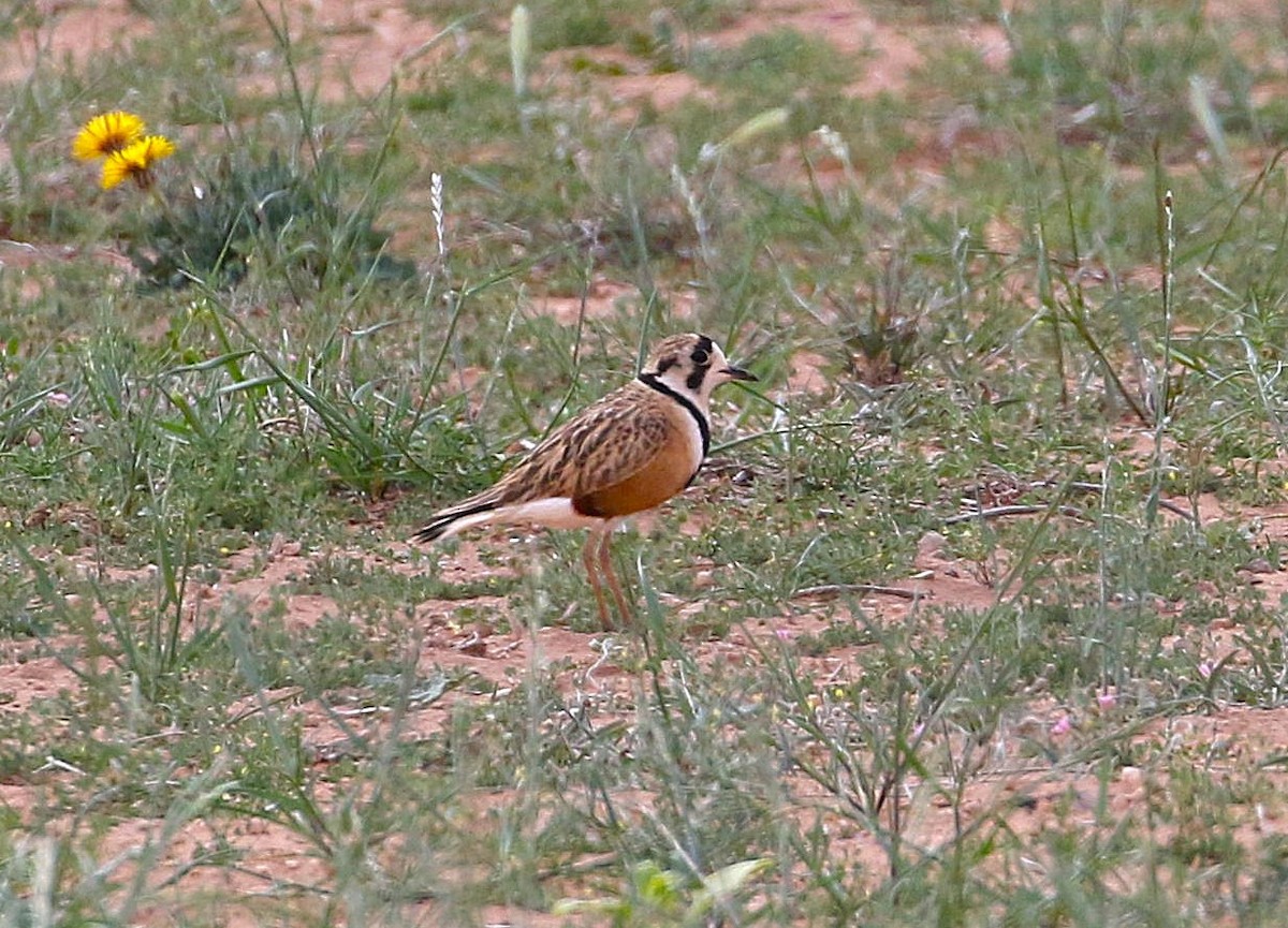 Inland Dotterel - ML644539123