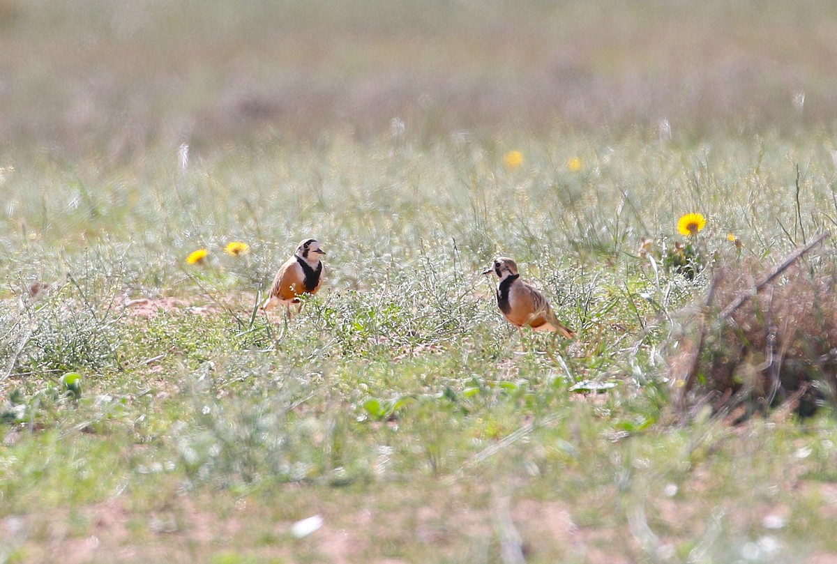 Inland Dotterel - ML644539124