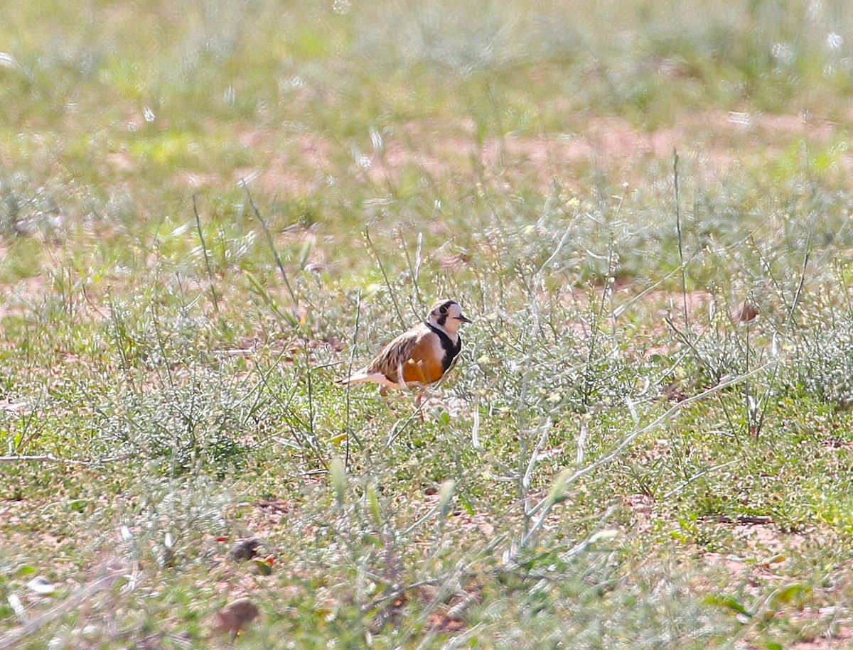 Inland Dotterel - ML644539125
