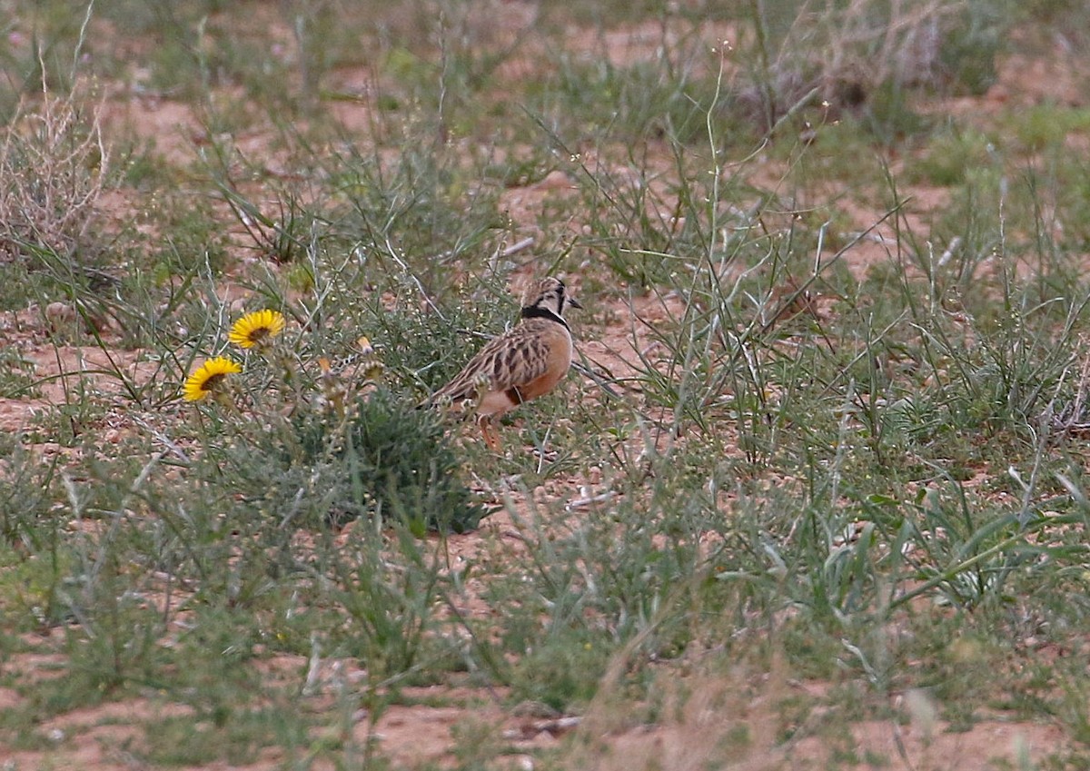 Inland Dotterel - ML644539126