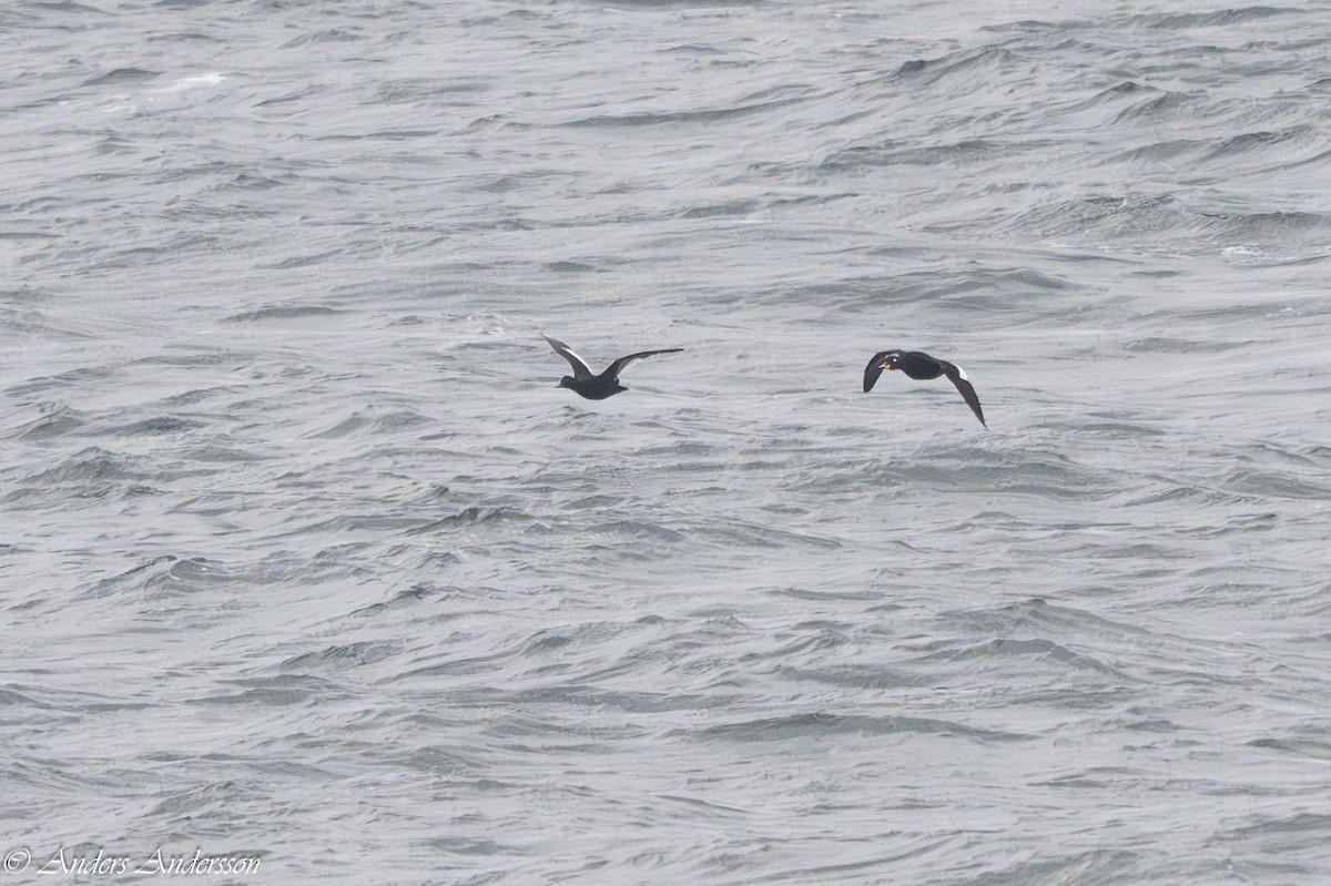 Macreuse brune - ML644539127