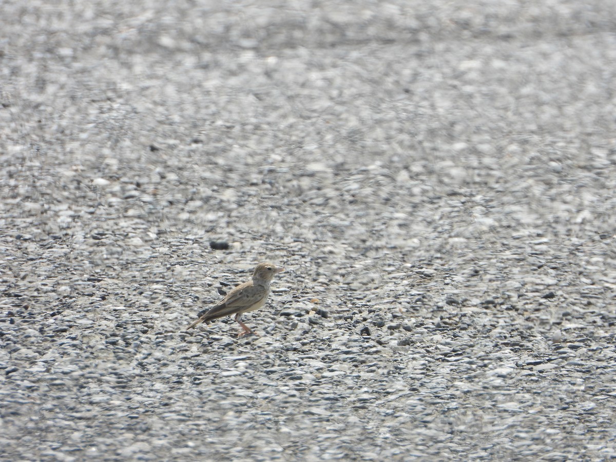 Black-crowned Sparrow-Lark - ML644539128