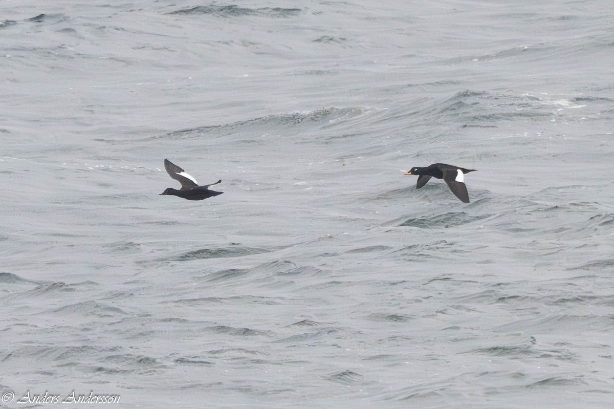 Macreuse brune - ML644539133