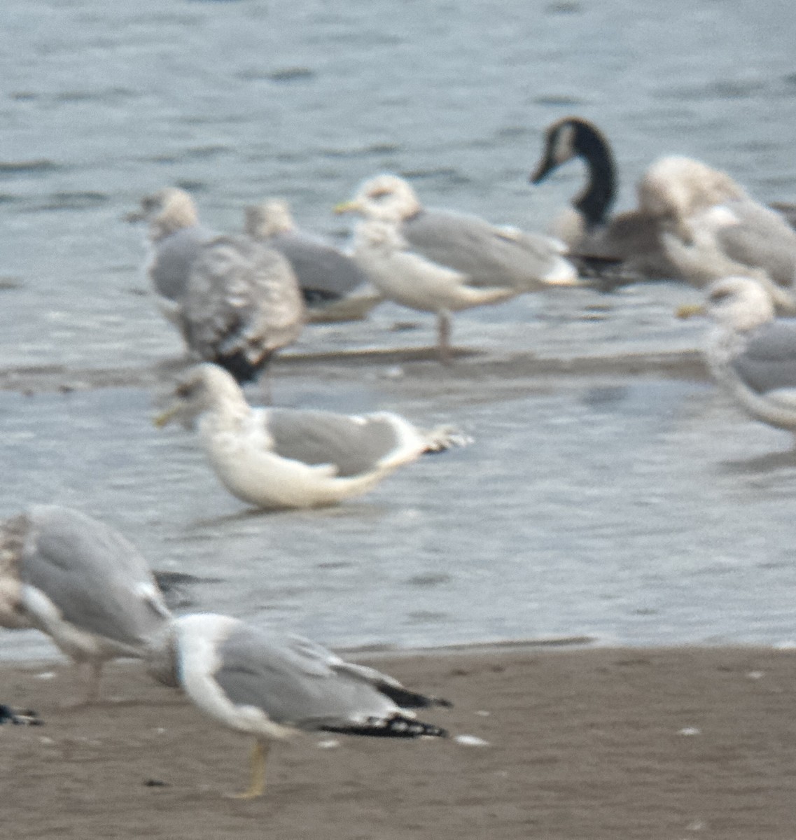 アイスランドカモメ（亜種 カナダカモメ） - ML644539135