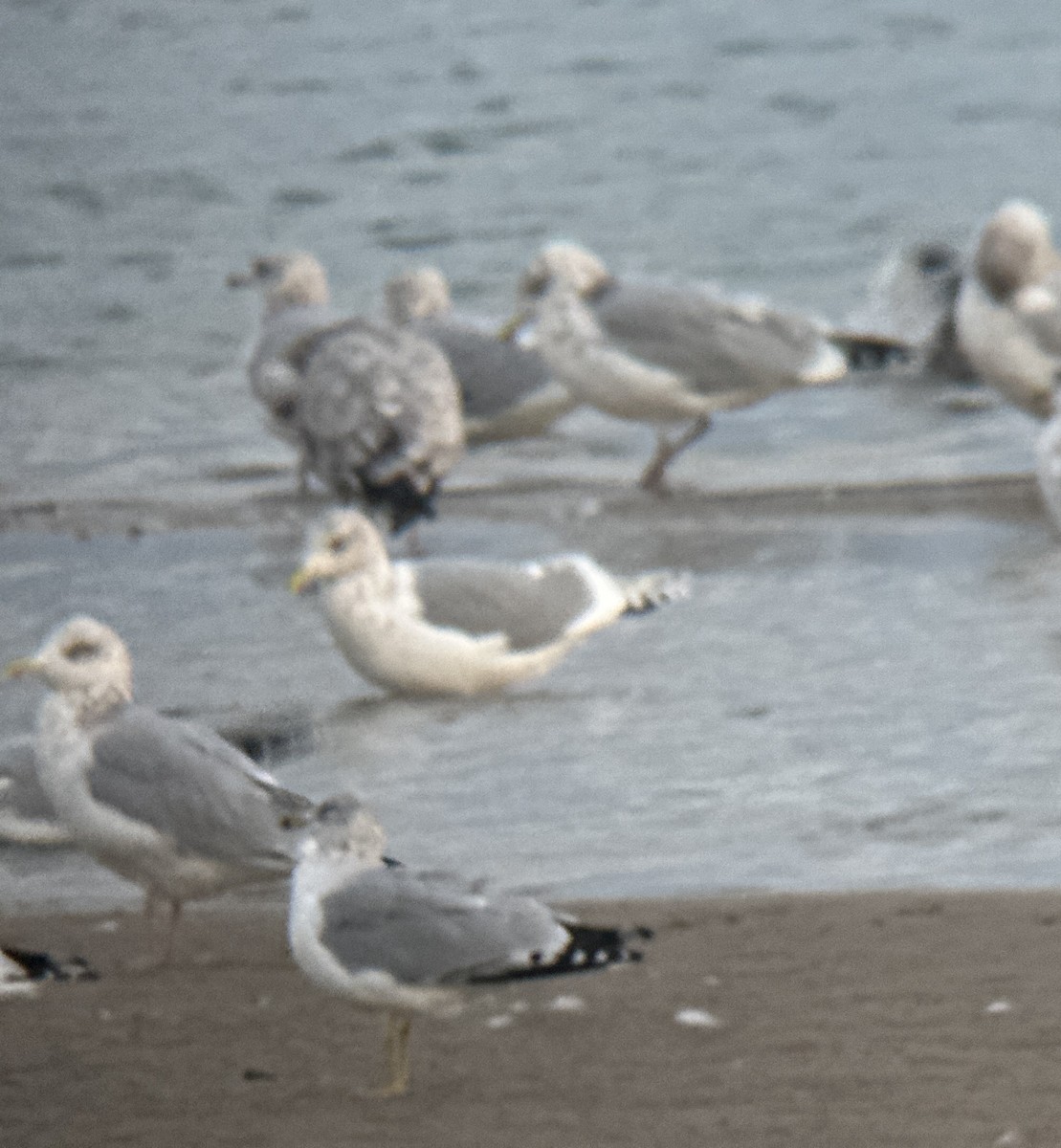 アイスランドカモメ（亜種 カナダカモメ） - ML644539136