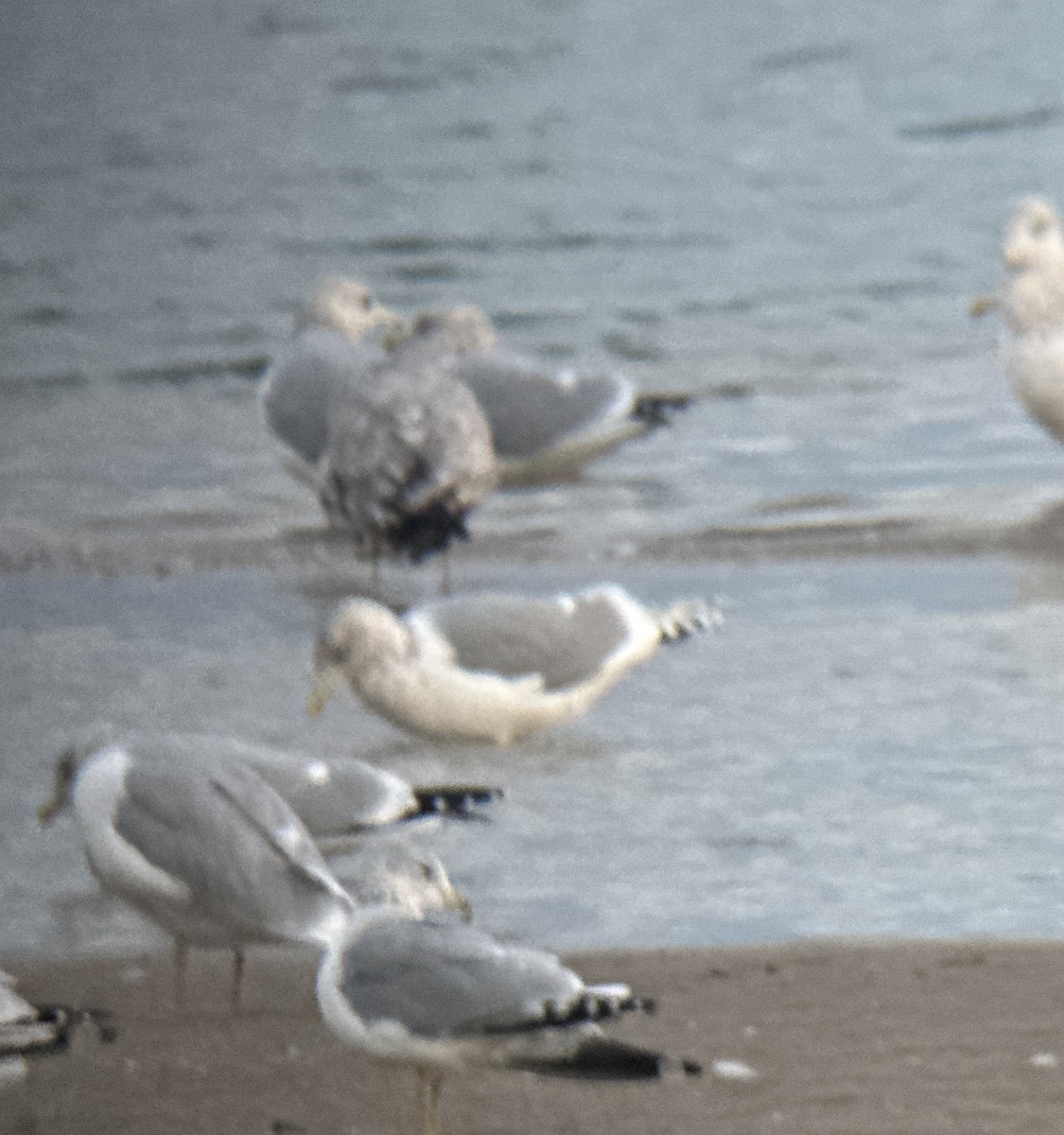 アイスランドカモメ（亜種 カナダカモメ） - ML644539137