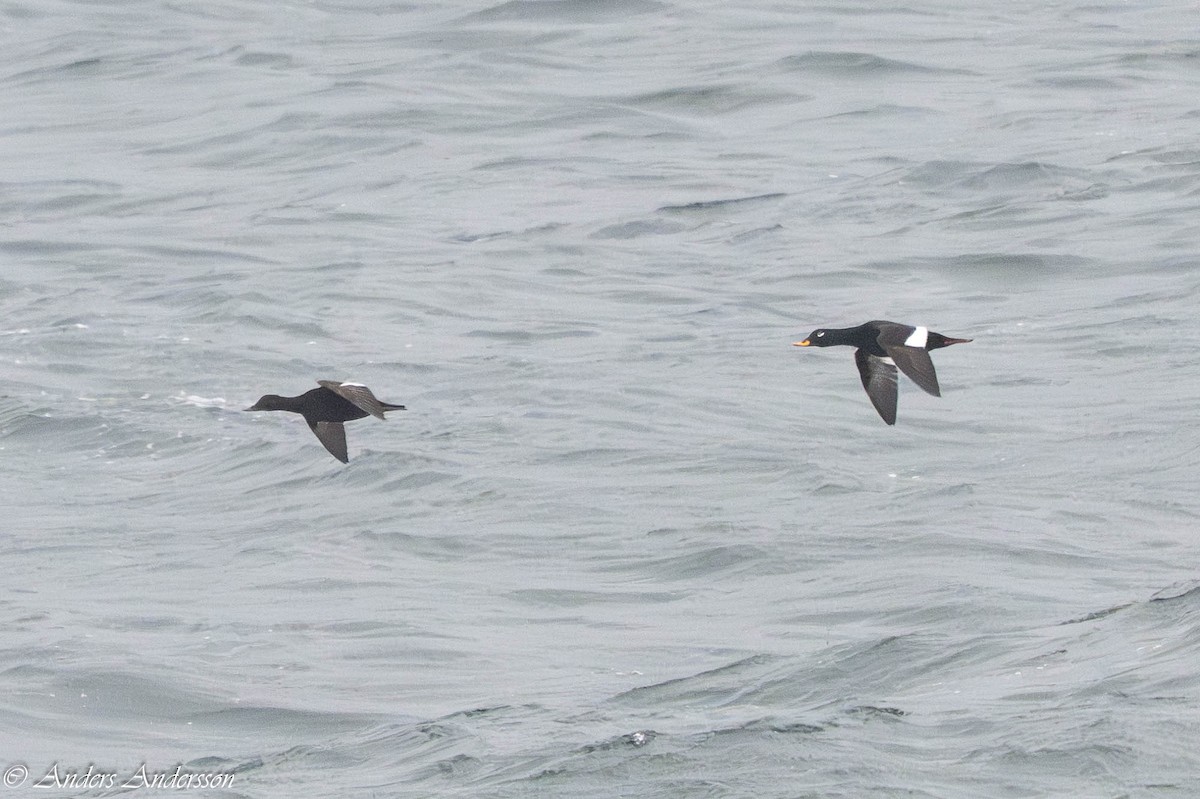 Macreuse brune - ML644539139