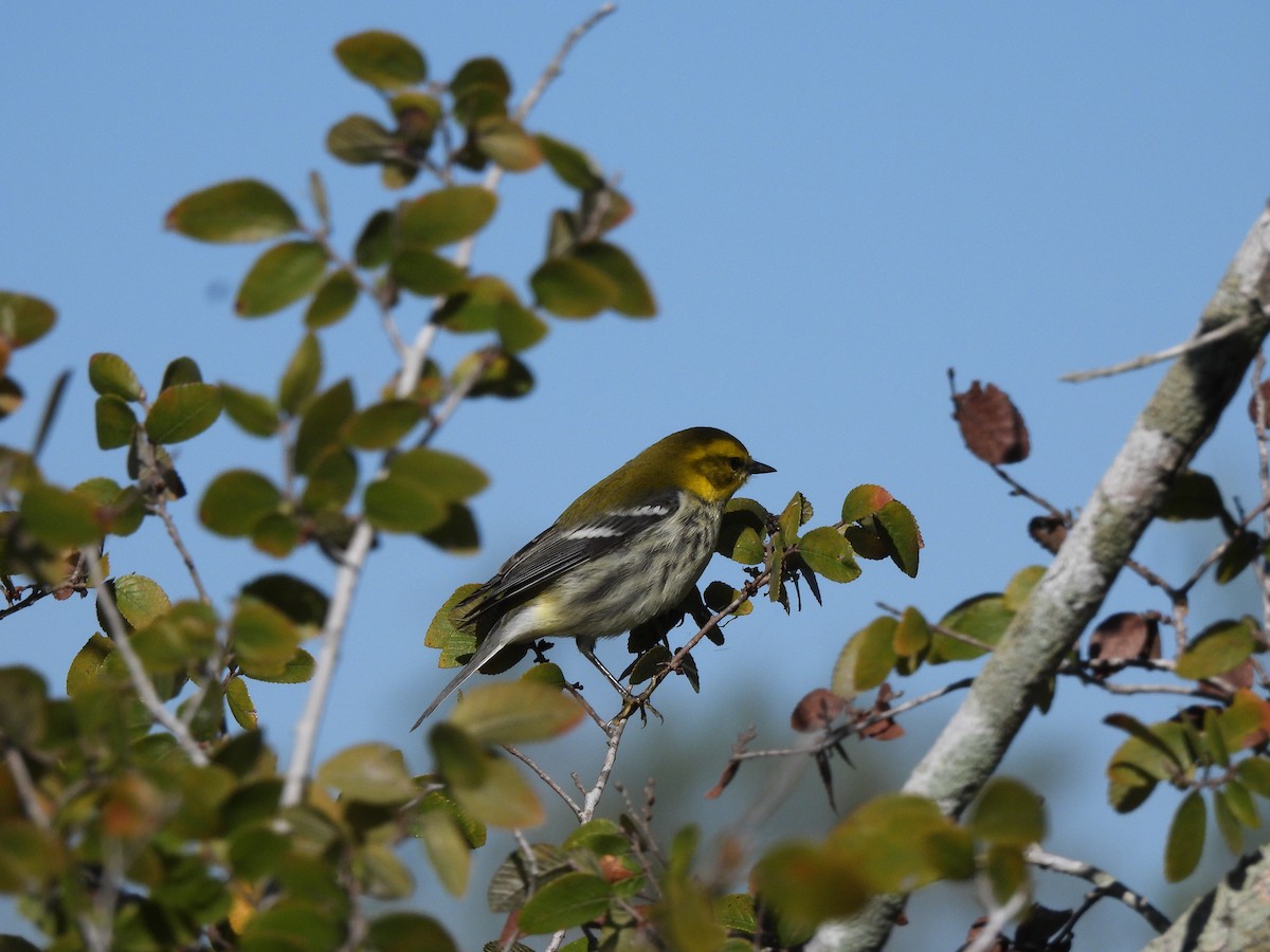 Paruline à gorge noire - ML644539140
